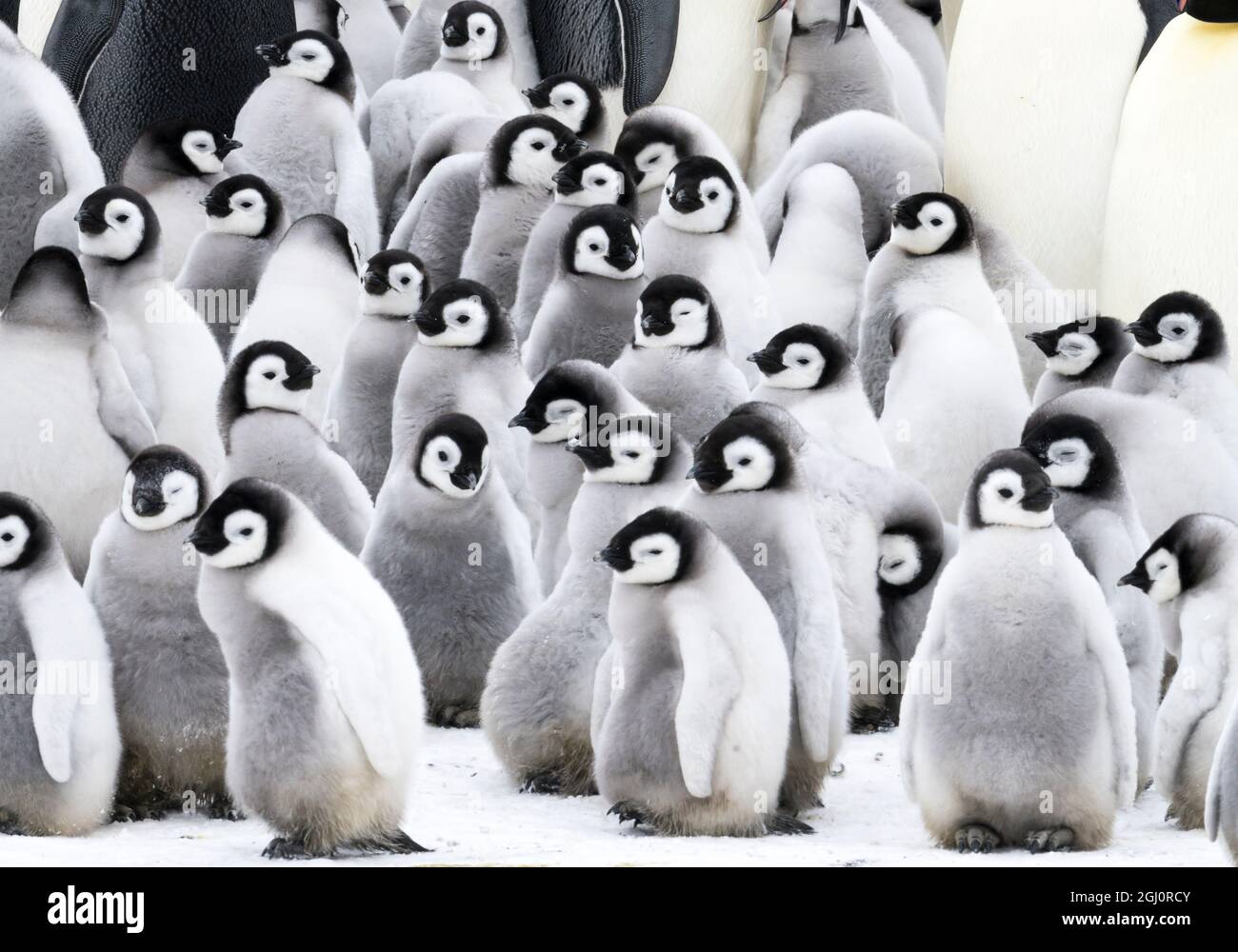 Penguins huddling together hi-res stock photography and images - Alamy