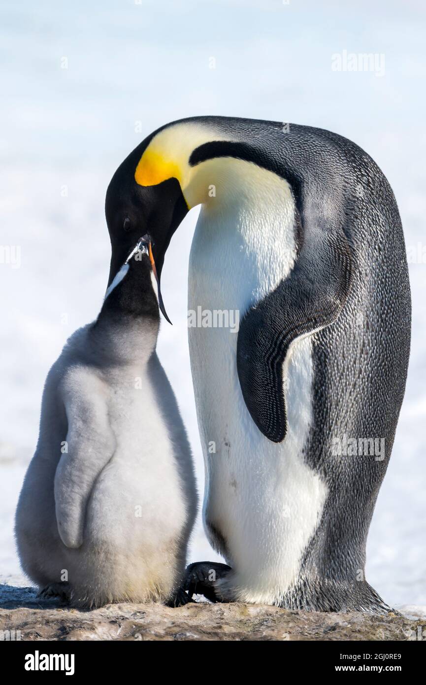 Snow Hill Island, Antarctica. Emperor penguin parent feeding chick