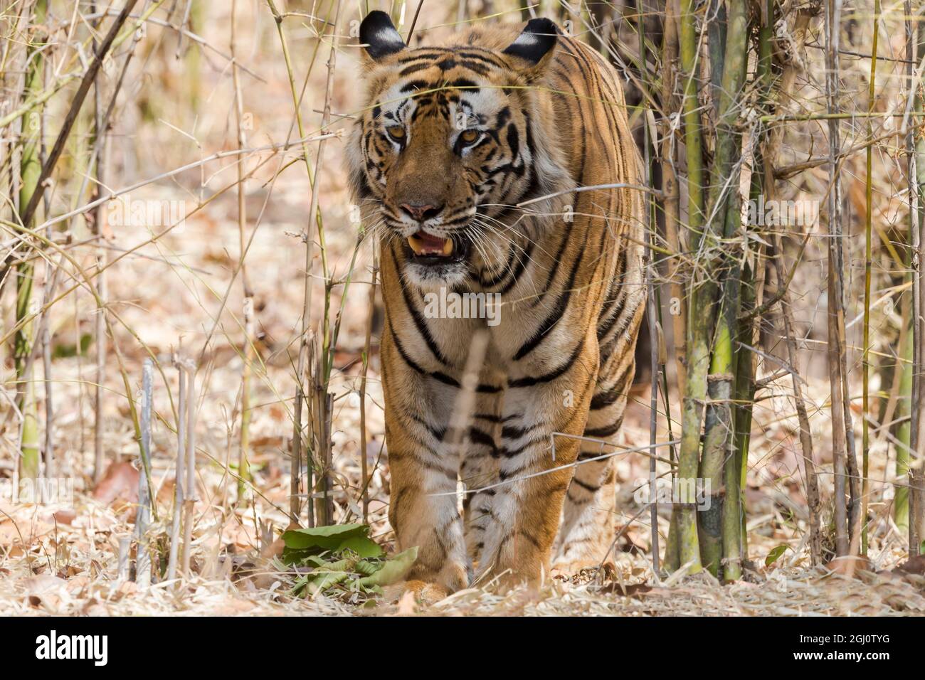 Tiger+bamboo hi-res stock photography and images - Page 2 - Alamy