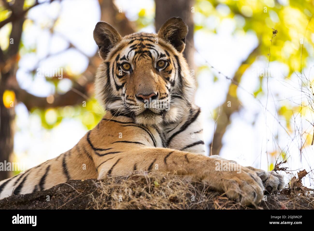 India, Madhya Pradesh, Bandhavgarh National Park. A young Bengal tiger watches from its perch high up on a rock. Stock Photo
