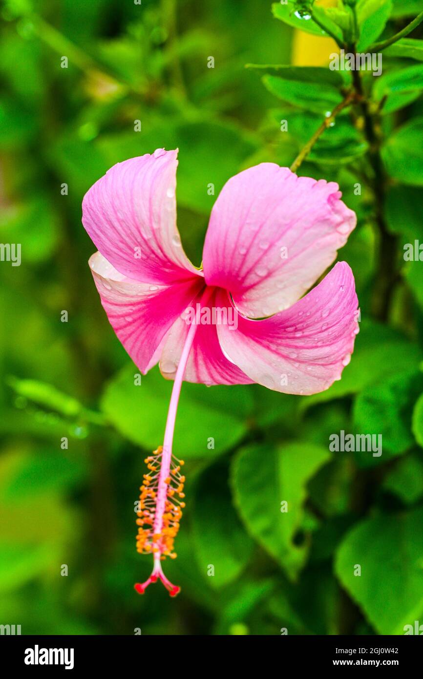 Ranthambore, Rajasthan, India. Delicate, pink and white Hibiscus flower