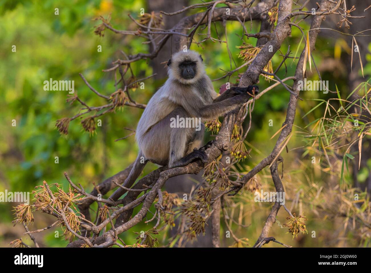 Asia. India. Grey langur, or Hanuman langur (Semnopithecus entellus) at Bandhavgarh Tiger Reserve Stock Photo