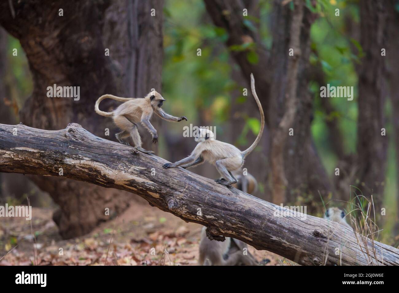 Asia. India. Grey langur, or Hanuman langur (Semnopithecus entellus) at Bandhavgarh Tiger Reserve Stock Photo