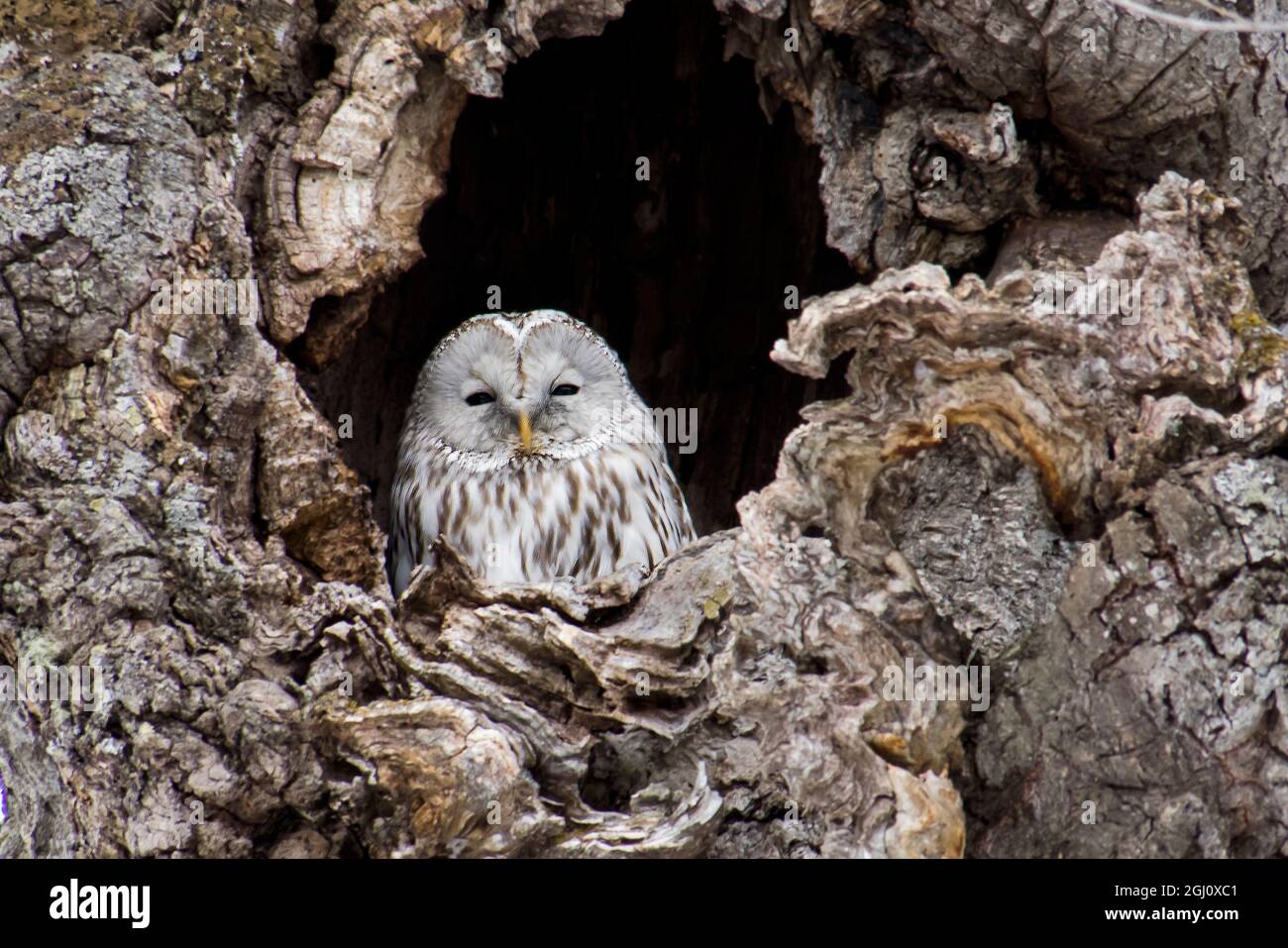 Asia, Japan, Hokkaido, Ural owl, Strix uralensis. A Ural owl sits in