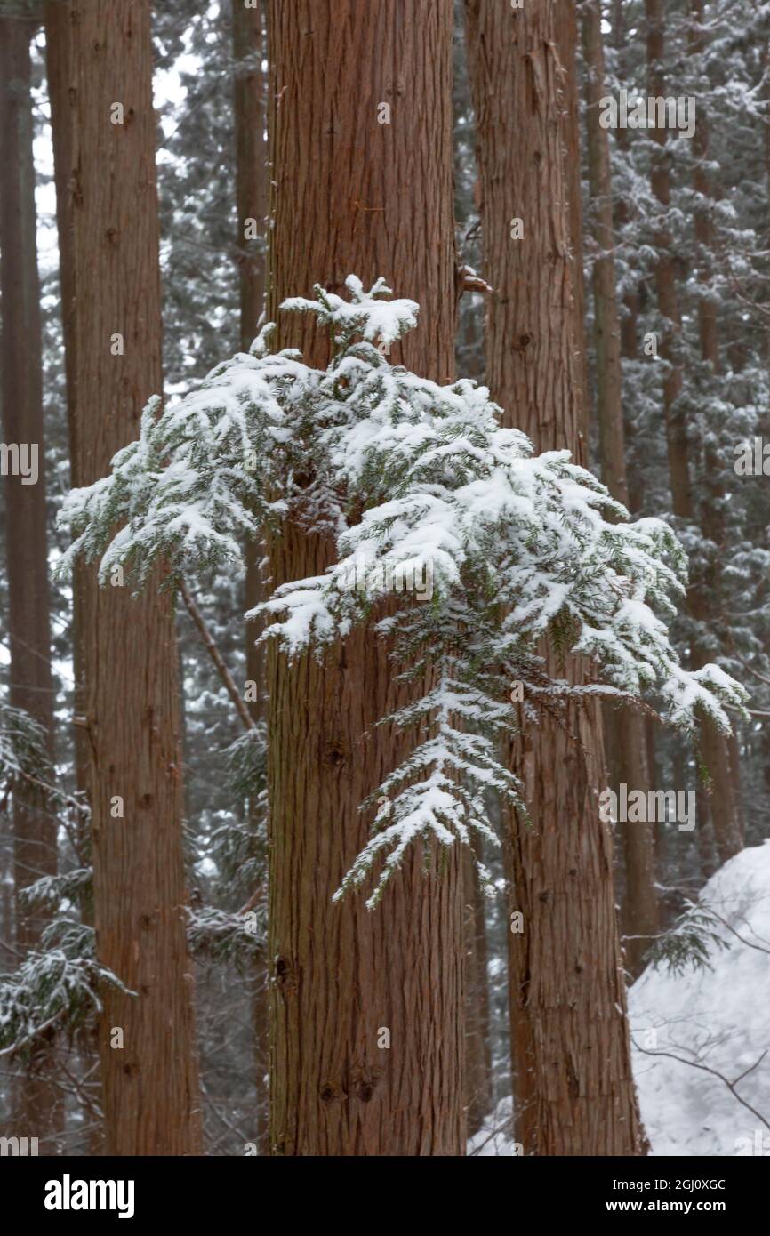 Asia, Japan, Nagano, Jigokudani Yaen Koen, Snow Monkey Park, Japanese cedar, Cryptomeria japonica. Japanese cedars are blanketed with snow on the walk Stock Photo