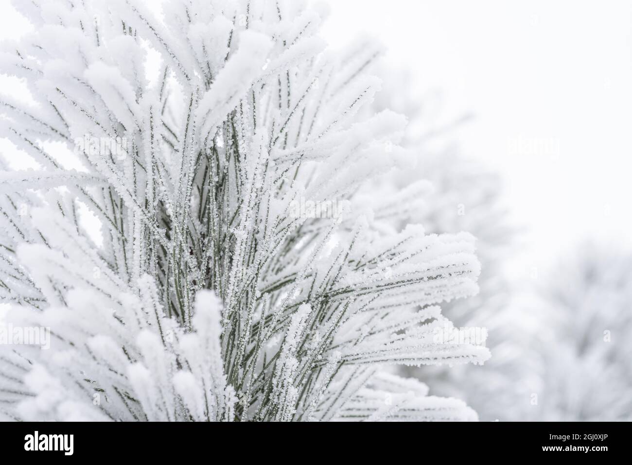 Pine branches and needles are covered with fluffy snow. Macro Stock ...