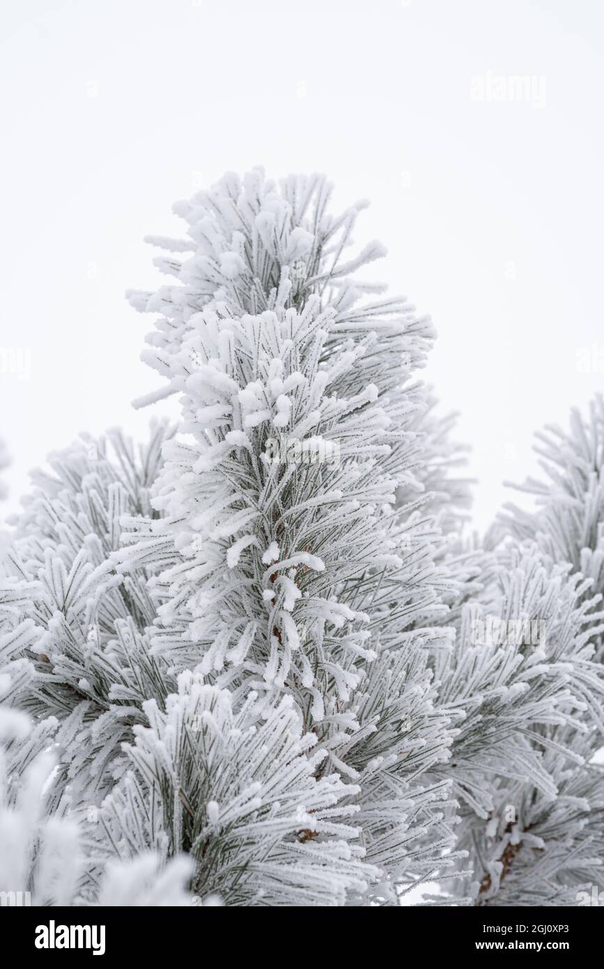 Pine branches and needles are covered with fluffy snow. Macro Stock ...