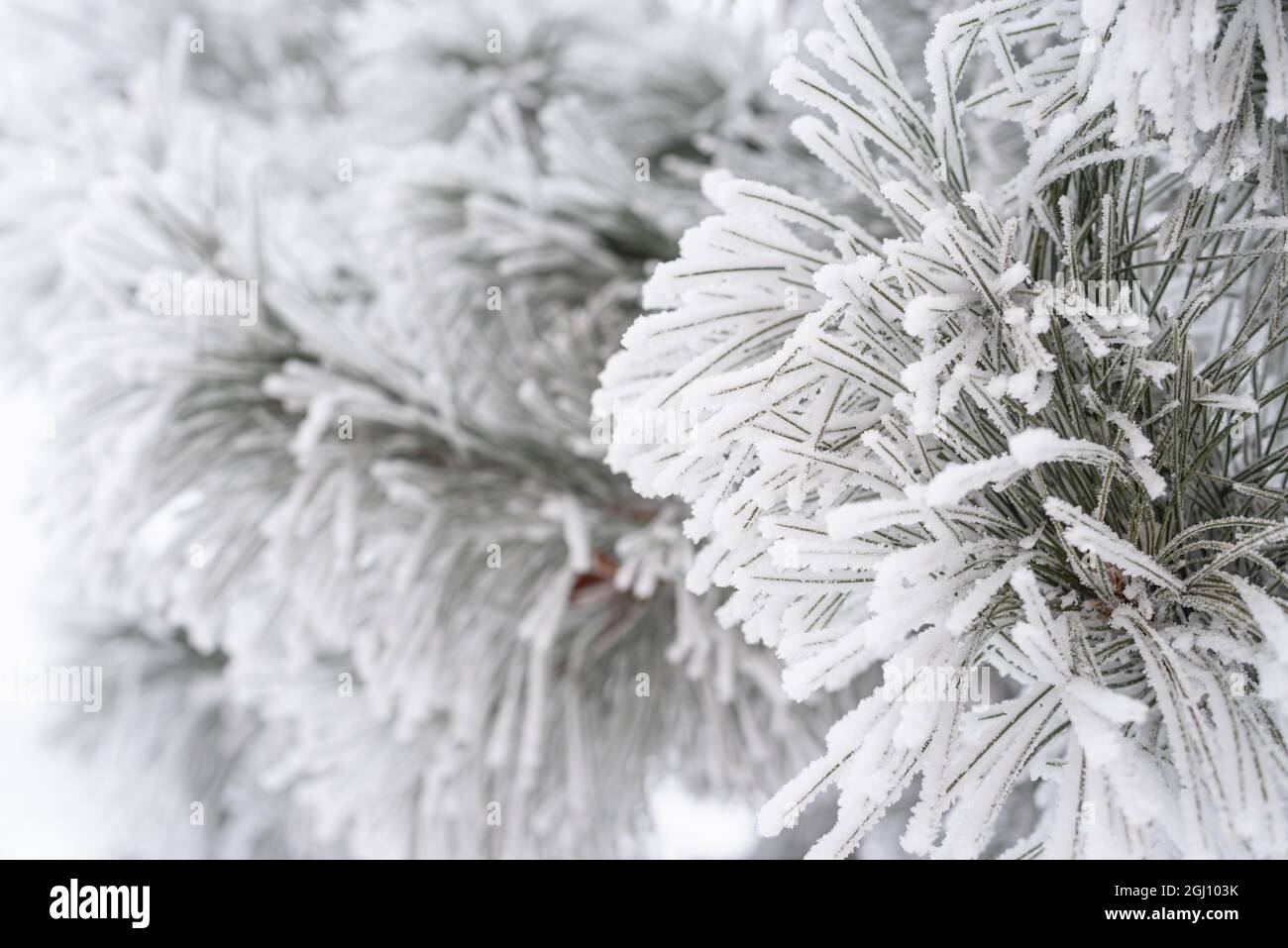 Pine branches and needles are covered with fluffy snow. Macro Stock ...