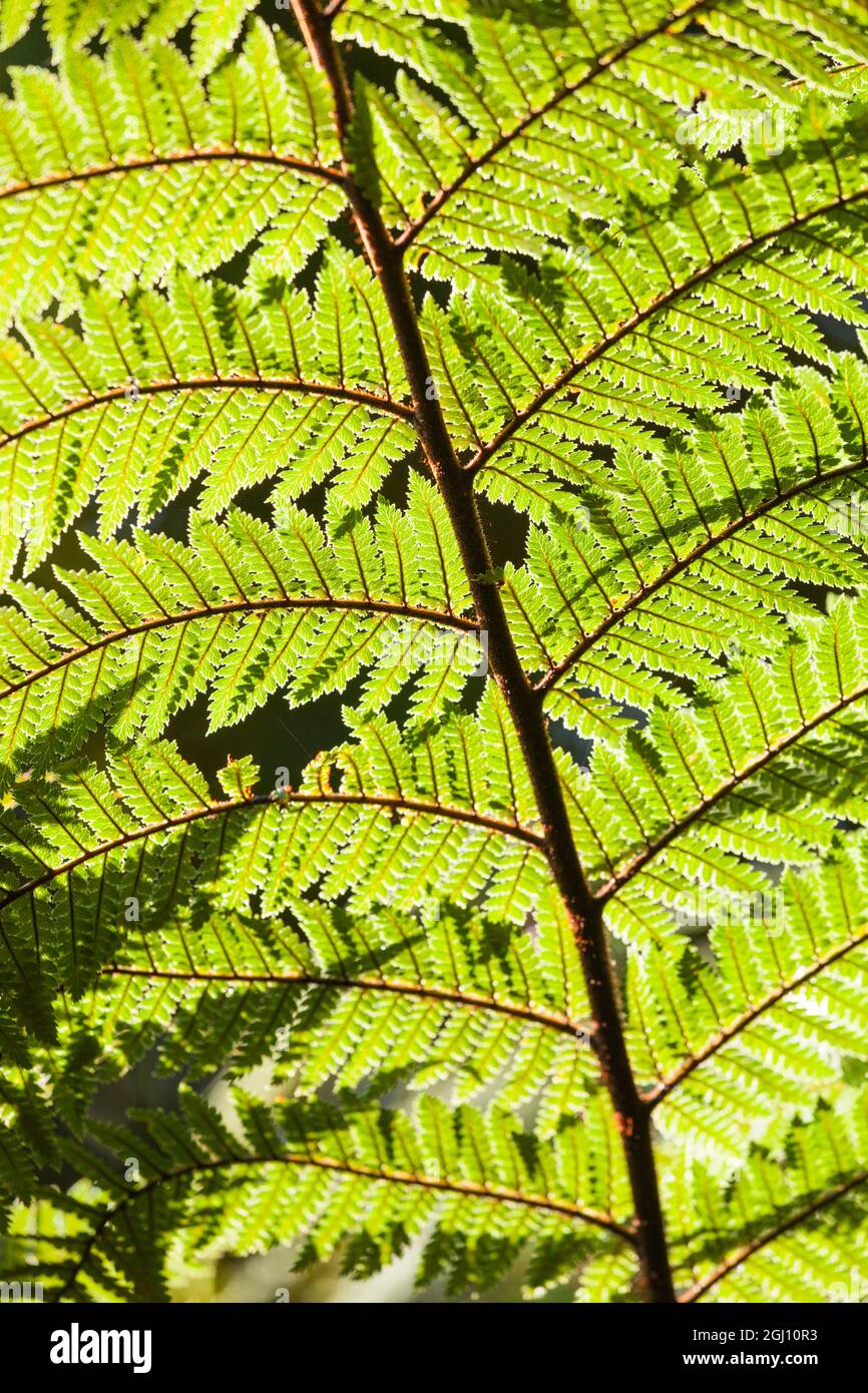 New Zealand, South Island, West Coast, Fox Glacier Village, Lake Matheson, ferns Stock Photo