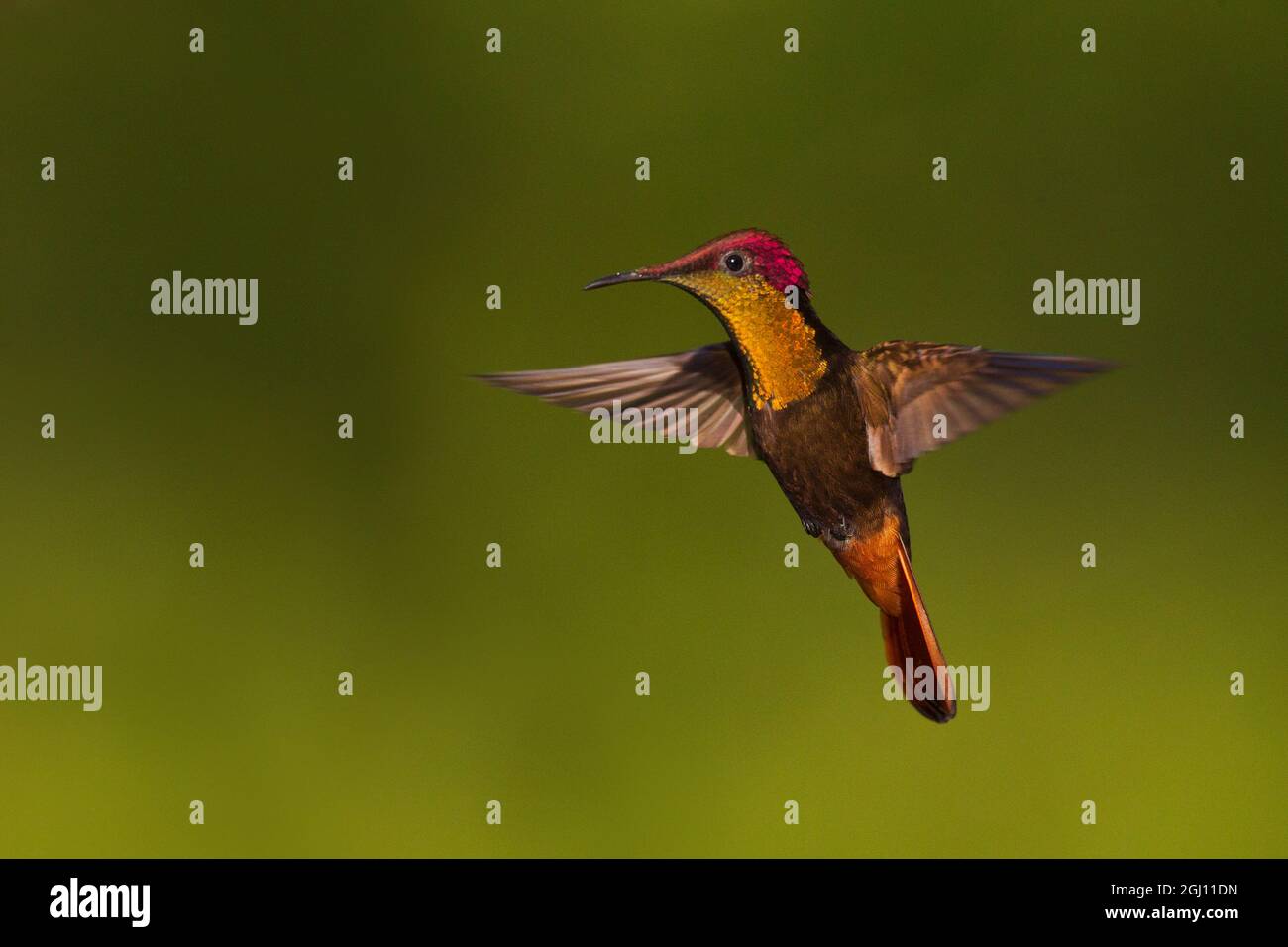 Ruby Topaz Ruby Topaz Hummingbird Stock Photo - Alamy