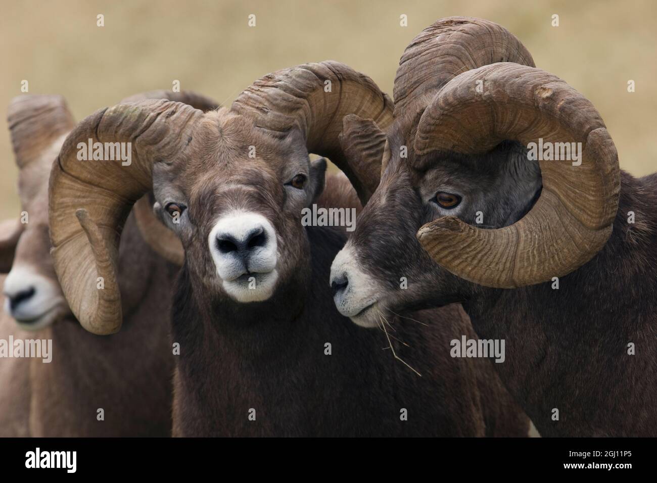 Rocky Mountain Bighorn Sheep Rams Stock Photo - Alamy