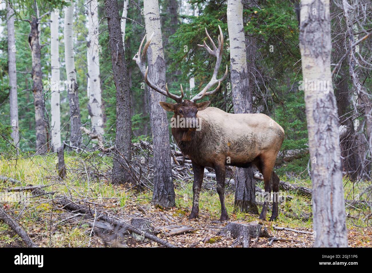 BUll Elk after a mud bath Stock Photo Alamy