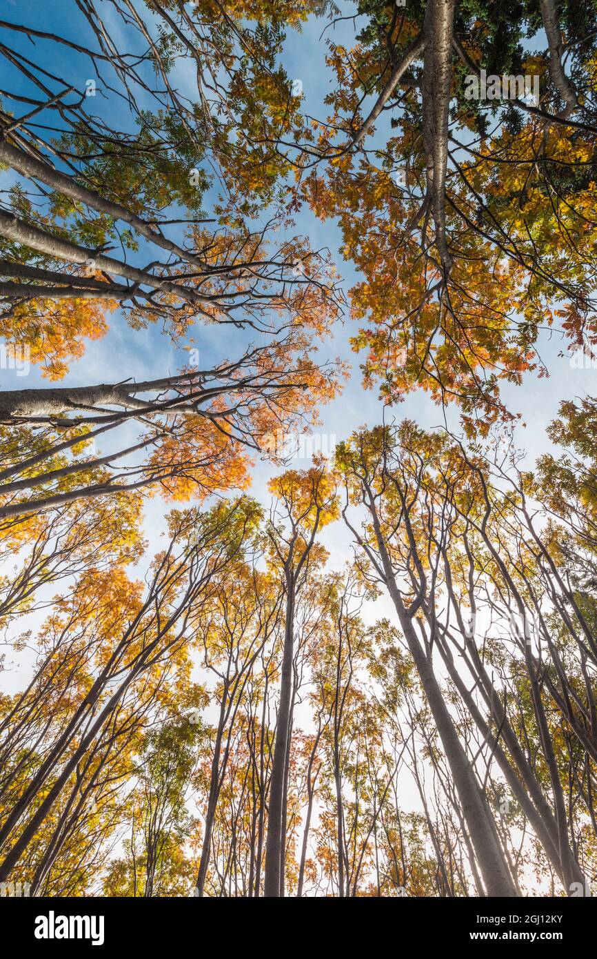Canada, Nova Scotia, Walton. Trees in autumn Stock Photo Alamy