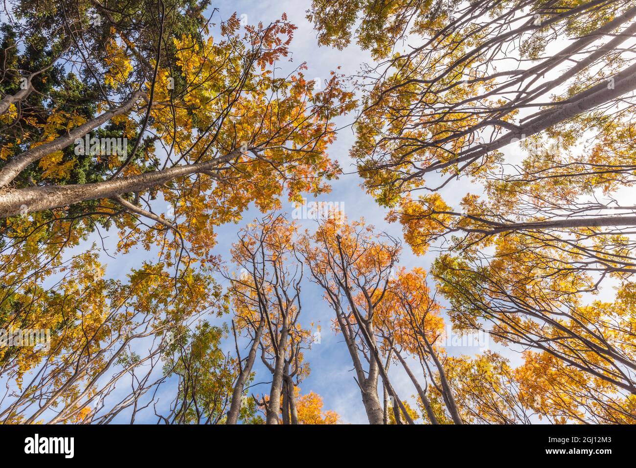 Canada, Nova Scotia, Walton. Trees in autumn Stock Photo Alamy