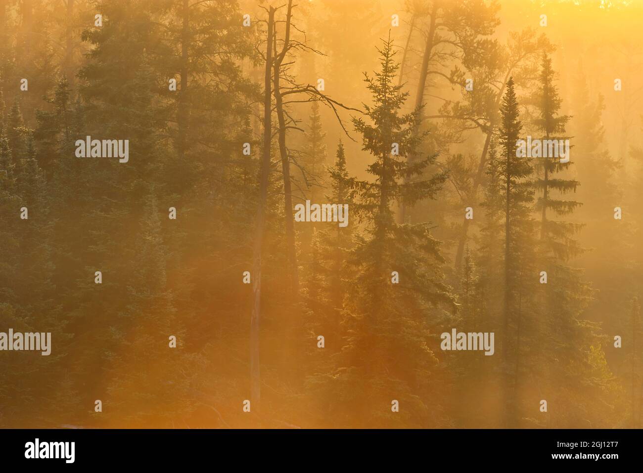 Canada, Ontario, Kenora. Trees in morning fog. Credit as: Mike Grandmaison / Jaynes Gallery / DanitaDelimont. com Stock Photo