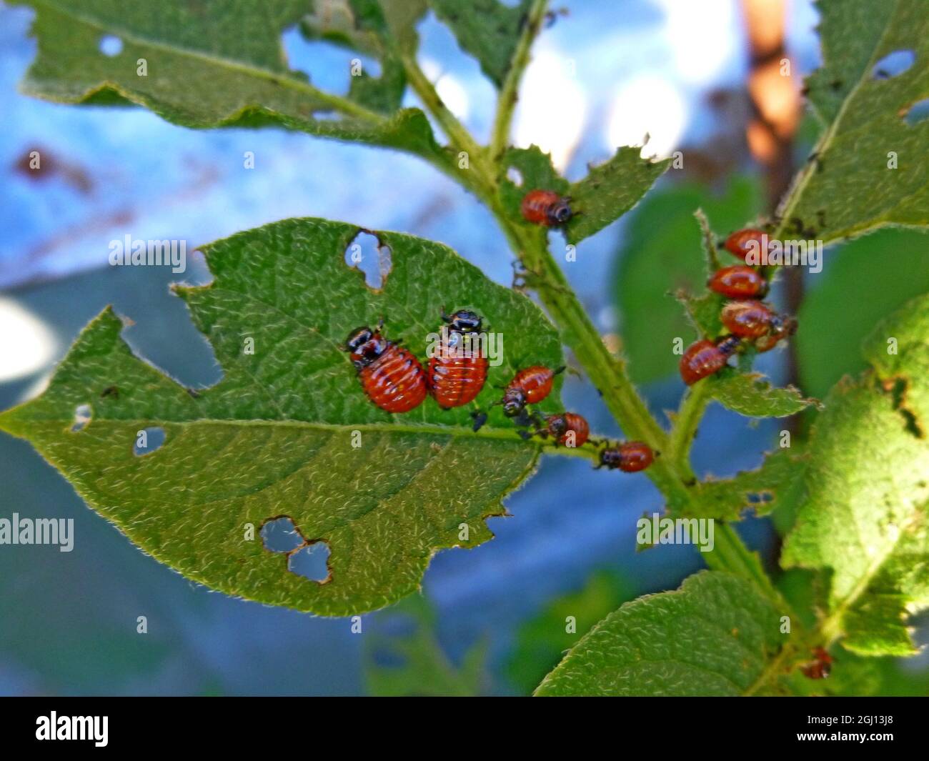 Colorado potato beetle on potato leaves, potato bug, Insect pests on