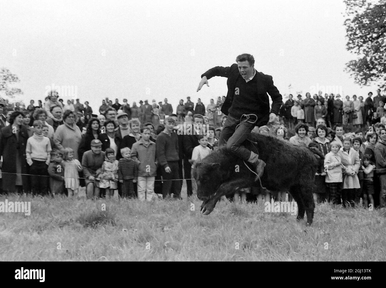 13 MAY 1962 WILLIAM STEVENS TRIES HIS LUCK IN THE DARTMOOR WILD STEER RODEO AT PLYMPTON, DEVON, ENGLAND. Stock Photo