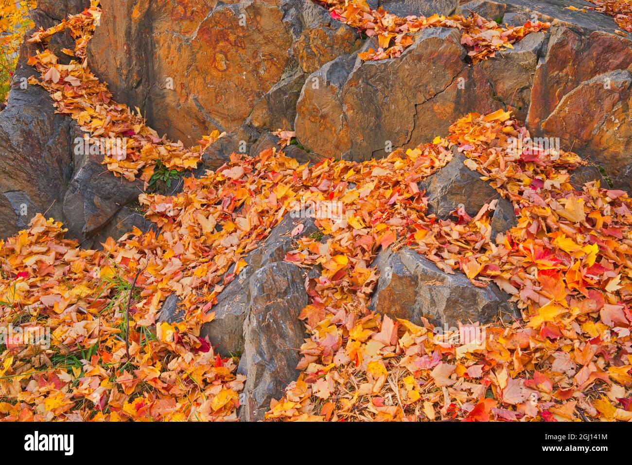 Canada, Ontario, Greater Sudbury. Scenic of autumn leaves among rocks. Credit as: Mike Grandmaison / Jaynes Gallery / DanitaDelimont.com Stock Photo
