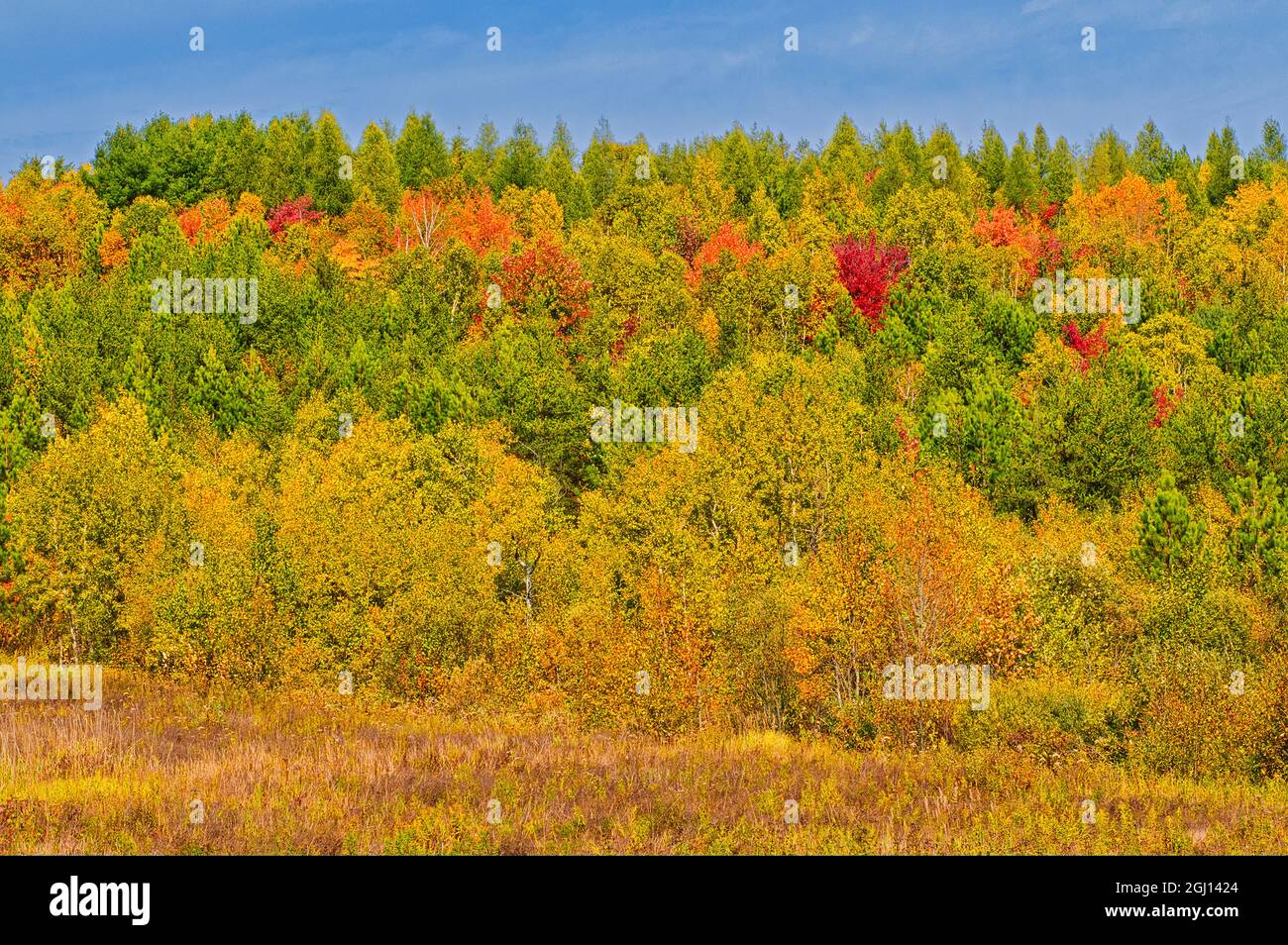 Canada, Ontario, Greater Sudbury. Forest and field in autumn. Credit as: Mike Grandmaison / Jaynes Gallery / DanitaDelimont.com Stock Photo