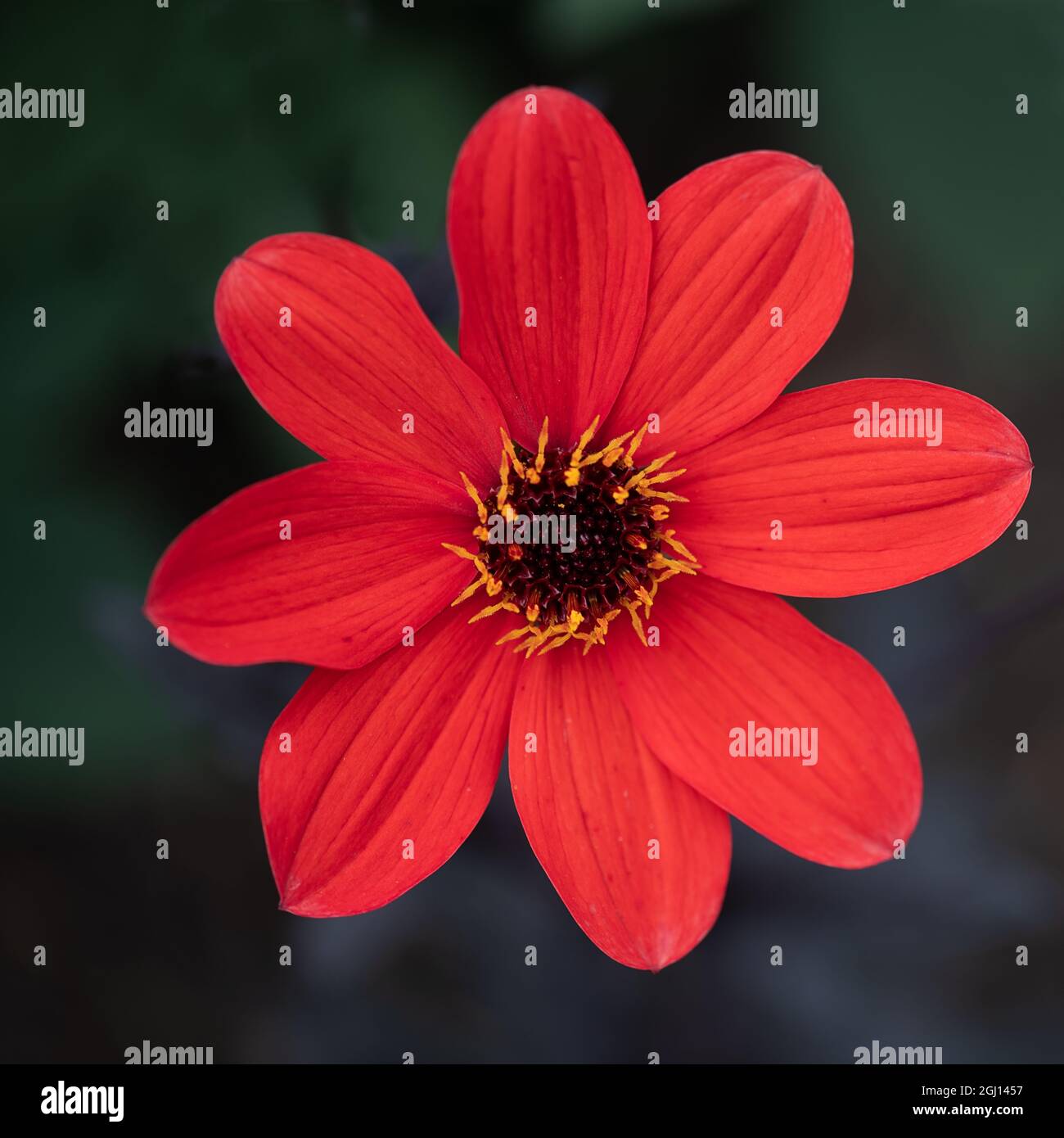 Closeup of the 'Bishop of Llandaff', a cultivar of the dahlia, a garden plant Stock Photo
