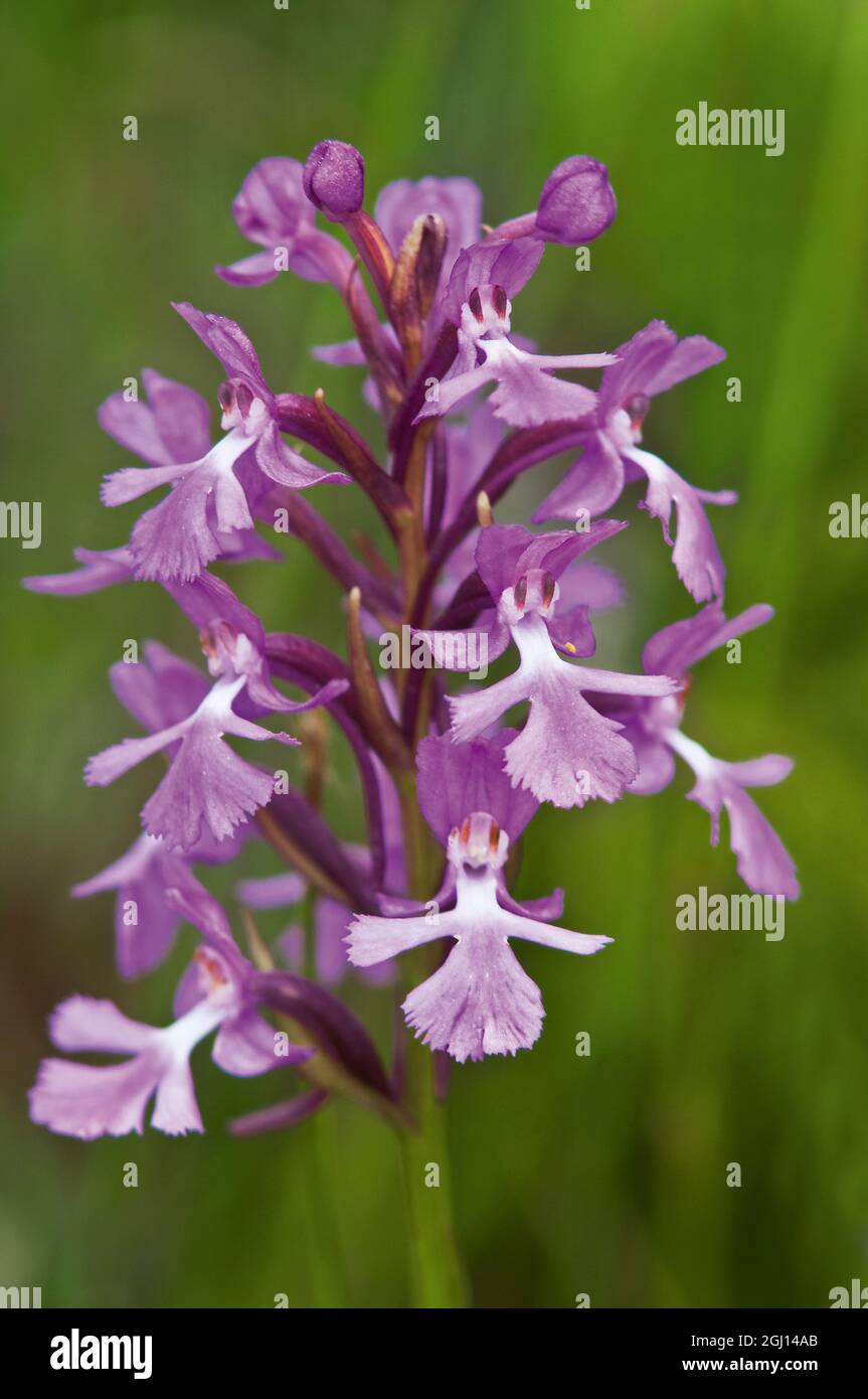 Canada, Ontario, Bruce Peninsula National Park. Small purple fringed orchids close-up. Stock Photo