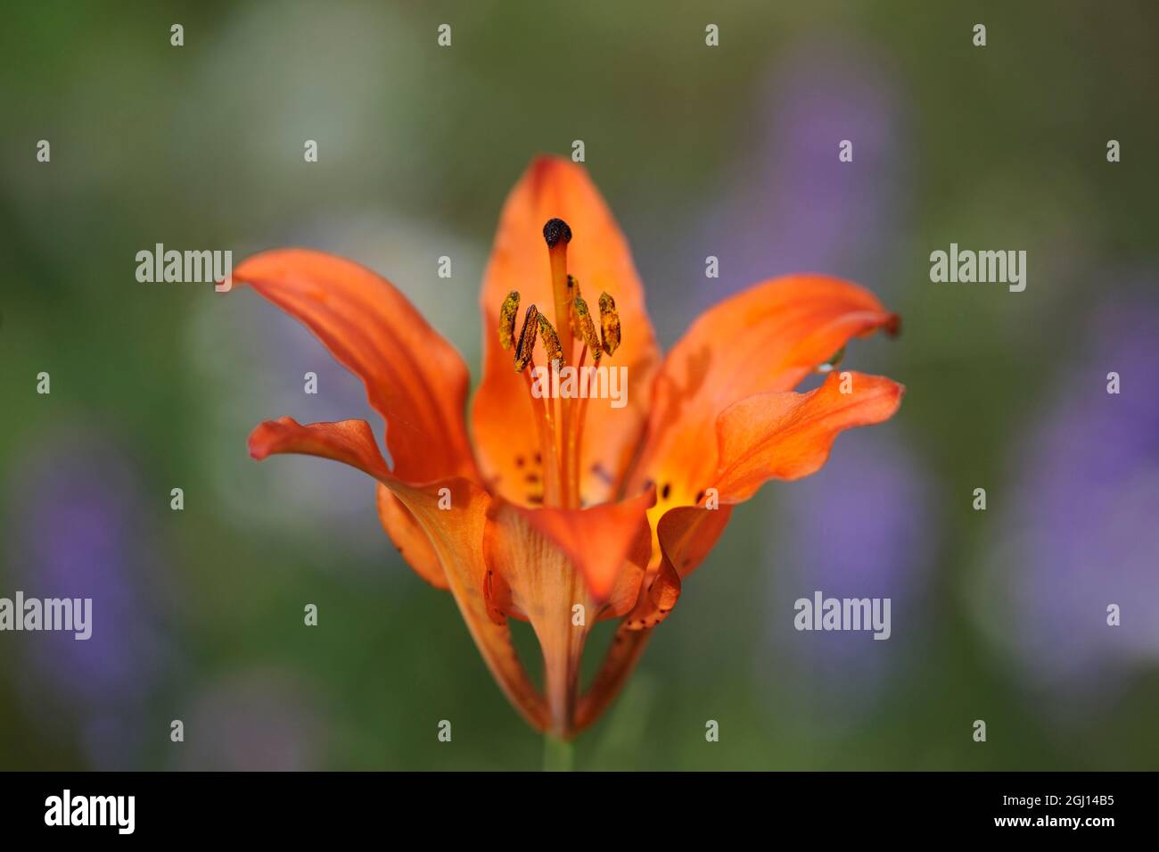 Canada, Ontario, Longlac. Wood lily flower close-up. Stock Photo