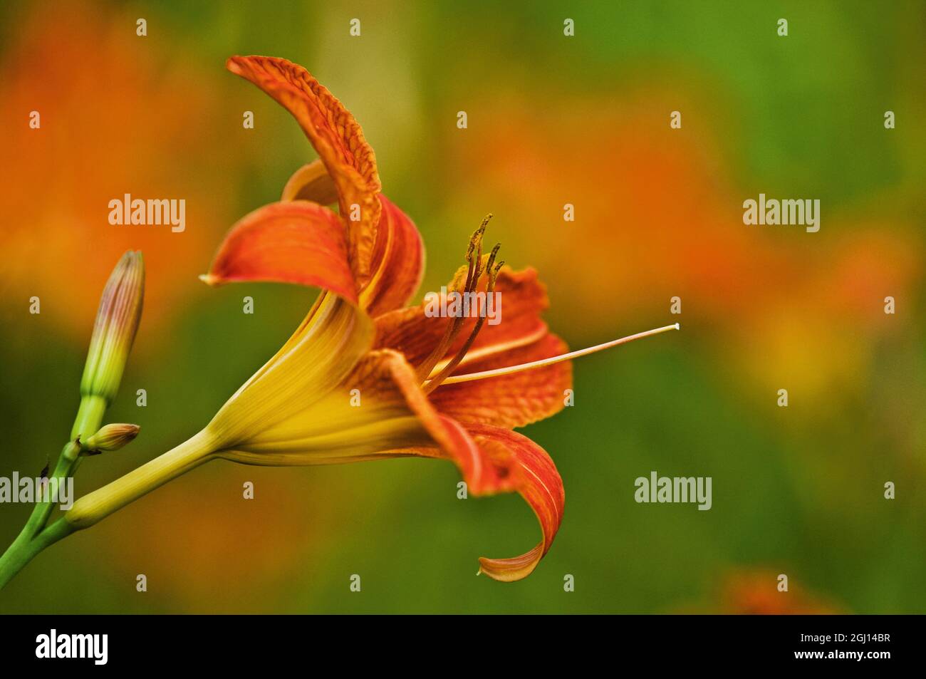 Canada, Ontario, Bayfield Inlet. Wood lily blossom close-up. Stock Photo