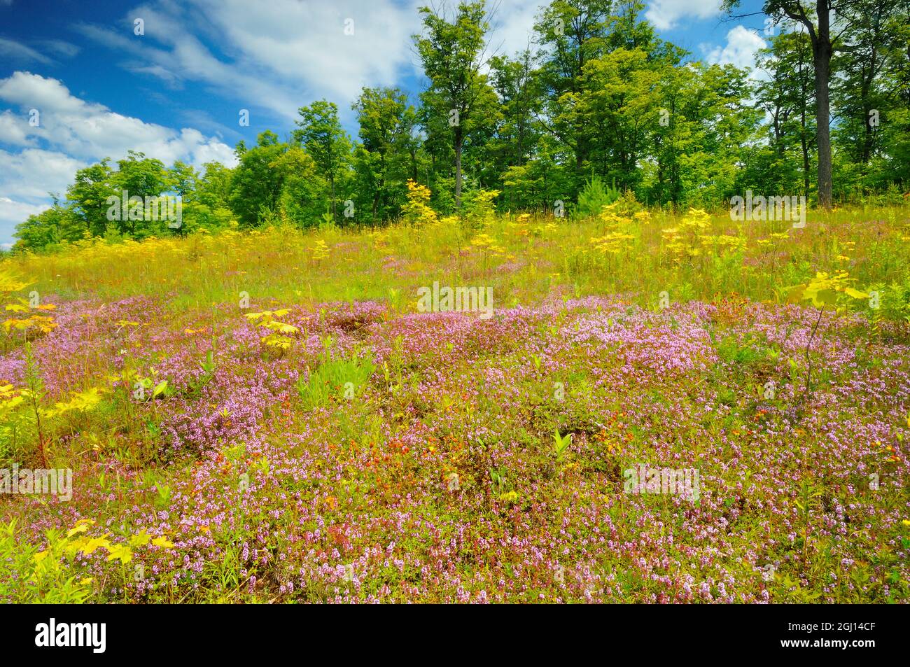 Canada, Ontario, Algonquin Provincial Park. Field of creeping thyme
