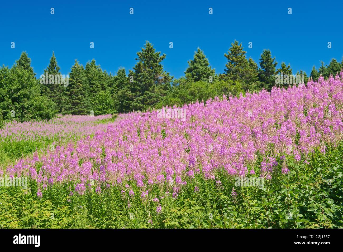 Saint de malbaie hires stock photography and images Alamy