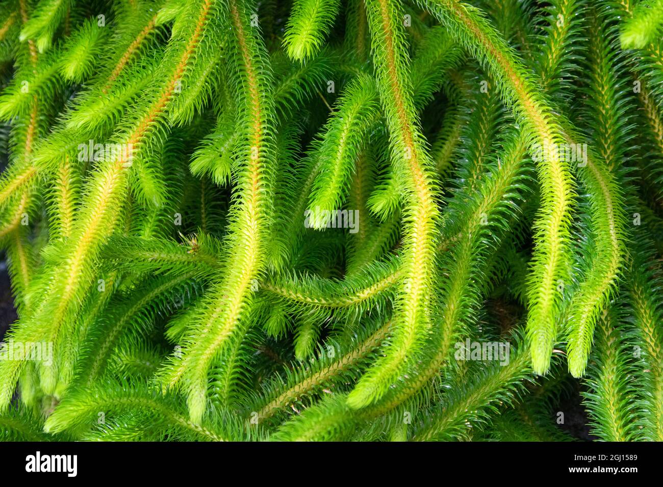 Sitka Spruce with lush foliage that can be grown either indoors or outdoors. Stock Photo