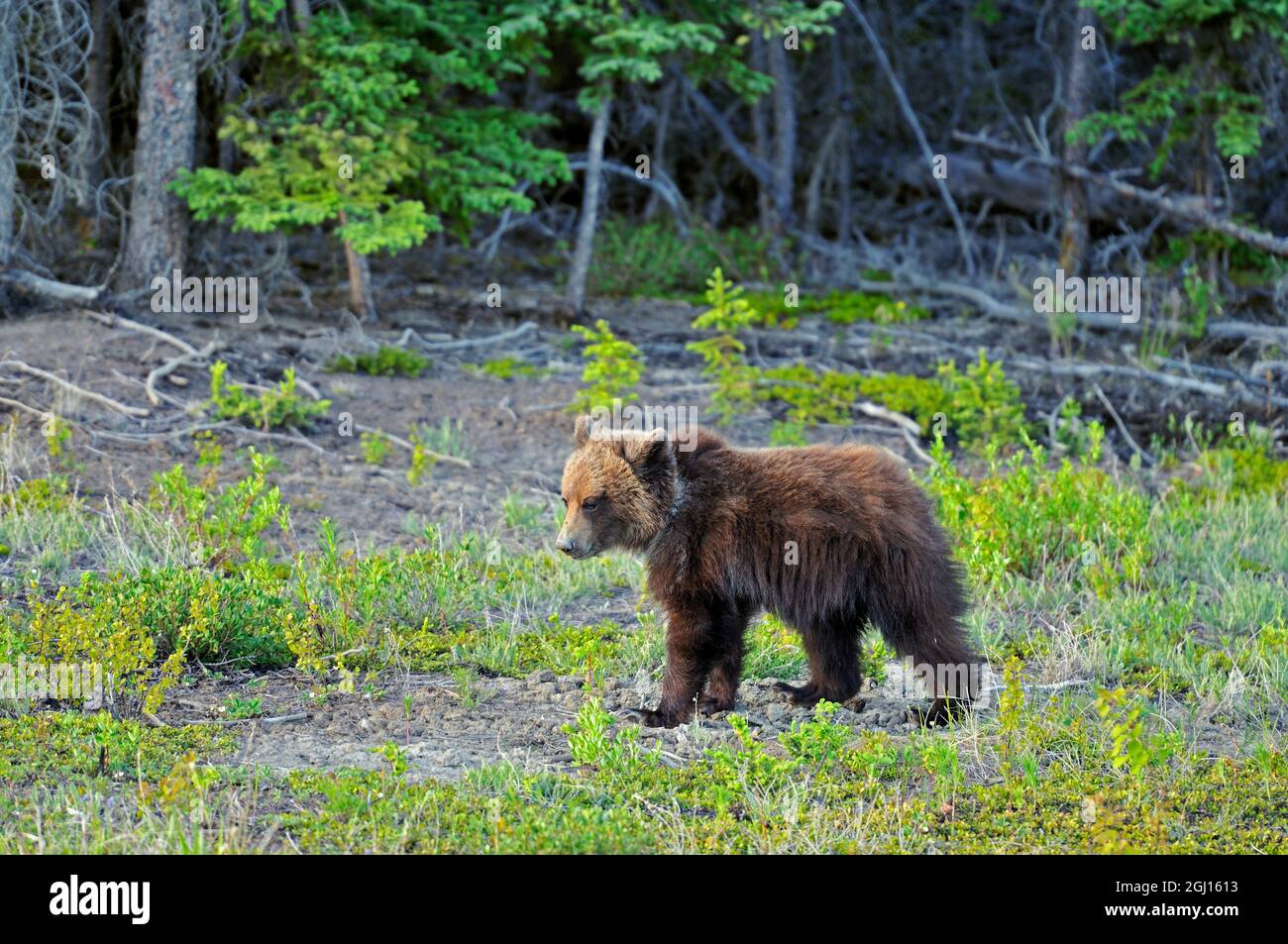 Canada, Yukon. Grizzly bear cub in field Stock Photo Alamy