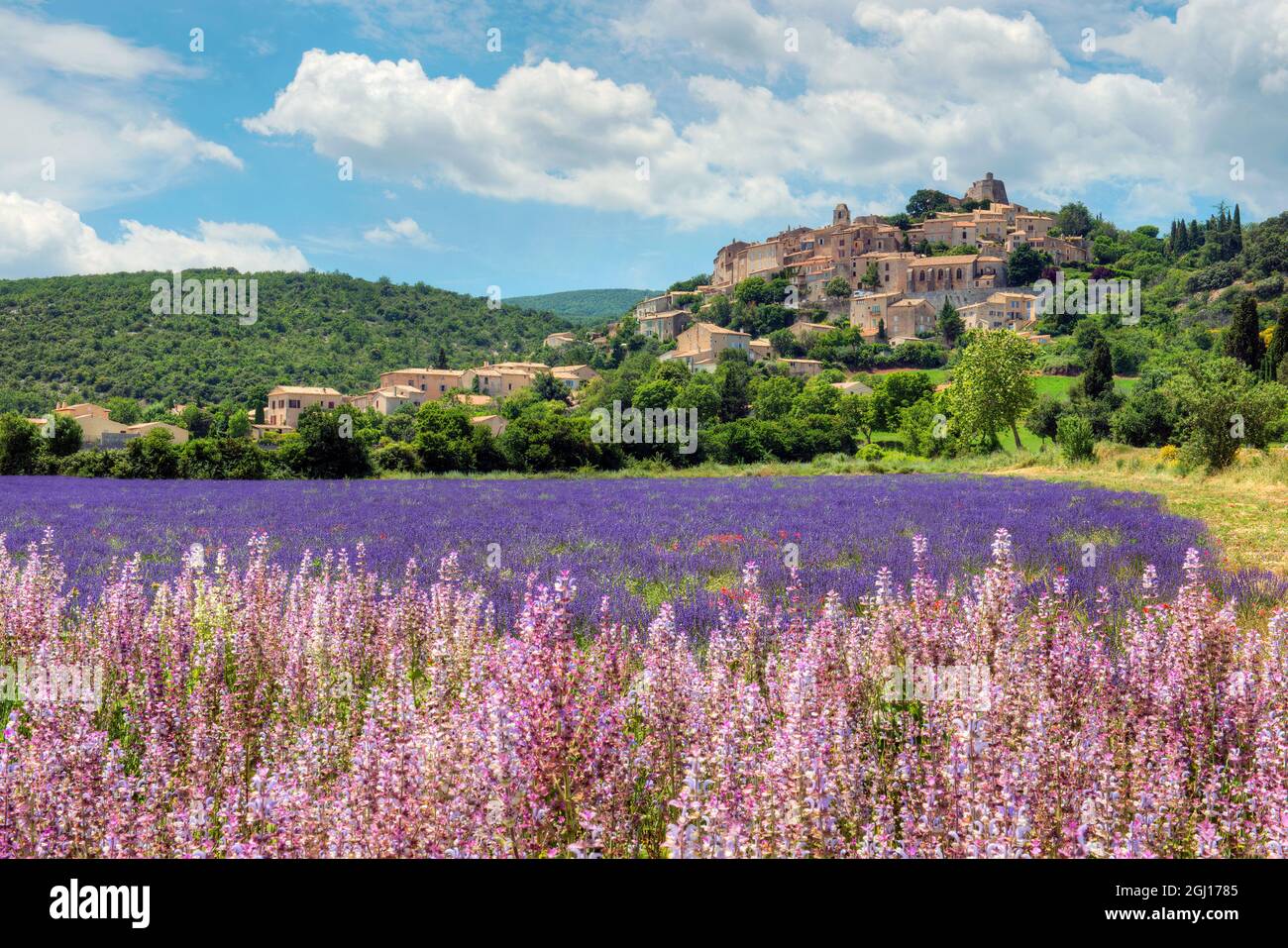 Lavender bloom near Sault in the south of France Stock Photo Alamy