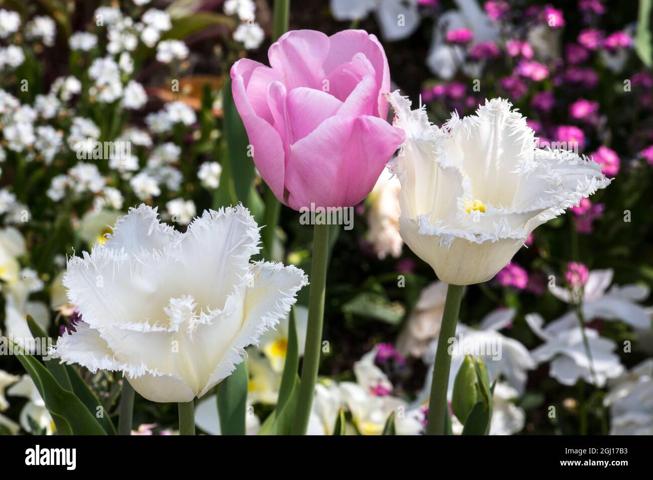 Germany, Freinsheim, Flowers (Two Whites and a Pink) Stock Photo