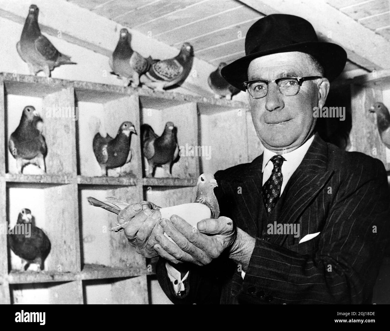 16 NOVEMBER 1963 MR LEN RUSH, MANAGER OF THE ROYAL LOFTS, HOLDS ONE OF QUEEN ELIZABETH'S PRIZE RACING PIGEONS. KINGS LYNN, NORFOLK, ENGLAND. Stock Photo