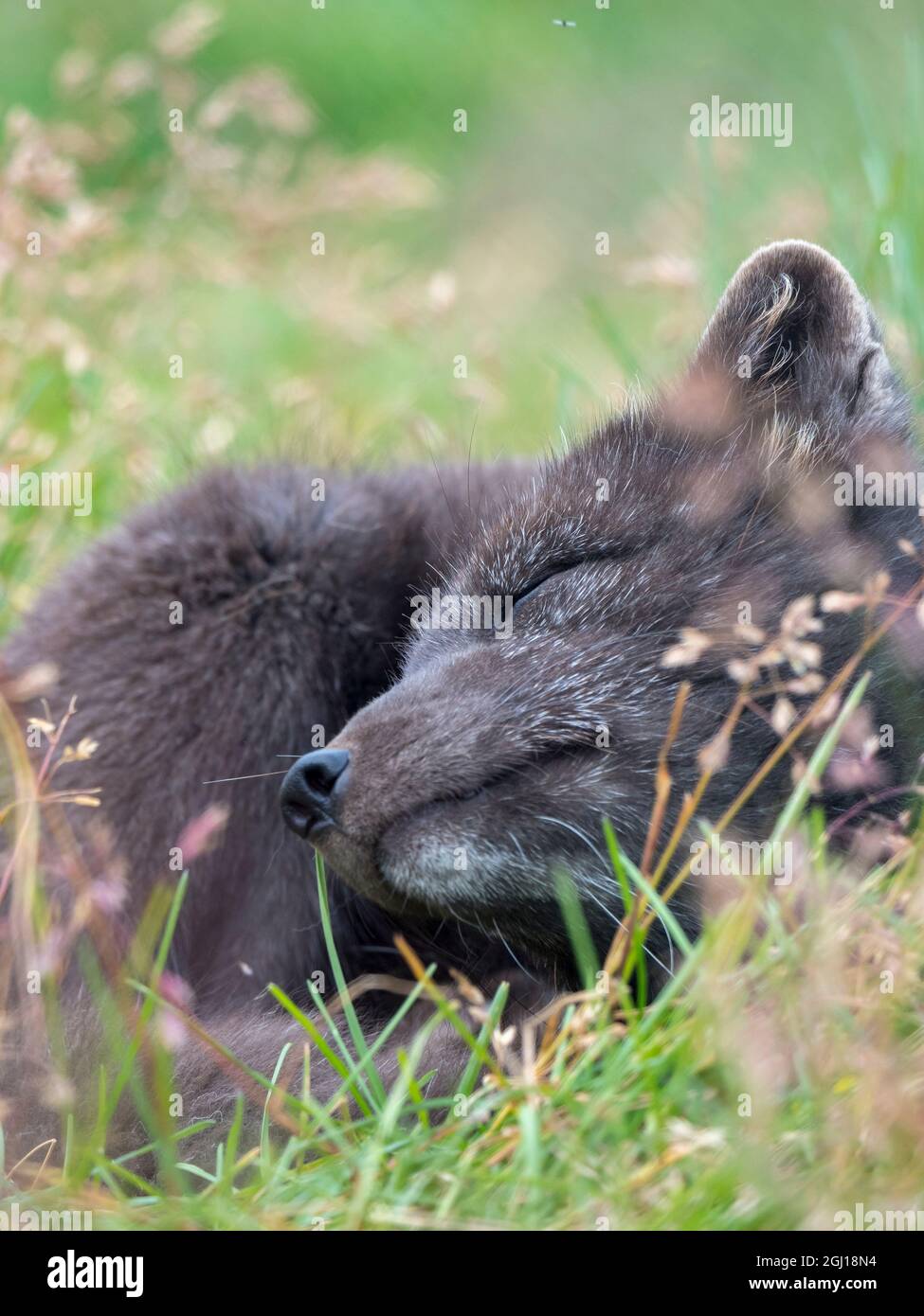 Arctic Fox, Melrakkasetur Islands, Westfjords, Iceland Stock Photo - Alamy