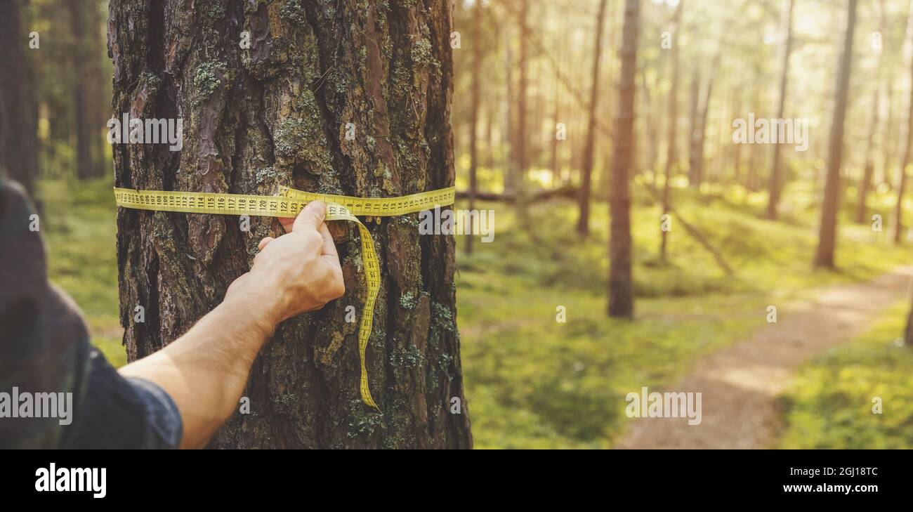 deforestation and forest valuation - man measuring the circumference of a pine tree with a ruler tape. copy space Stock Photo