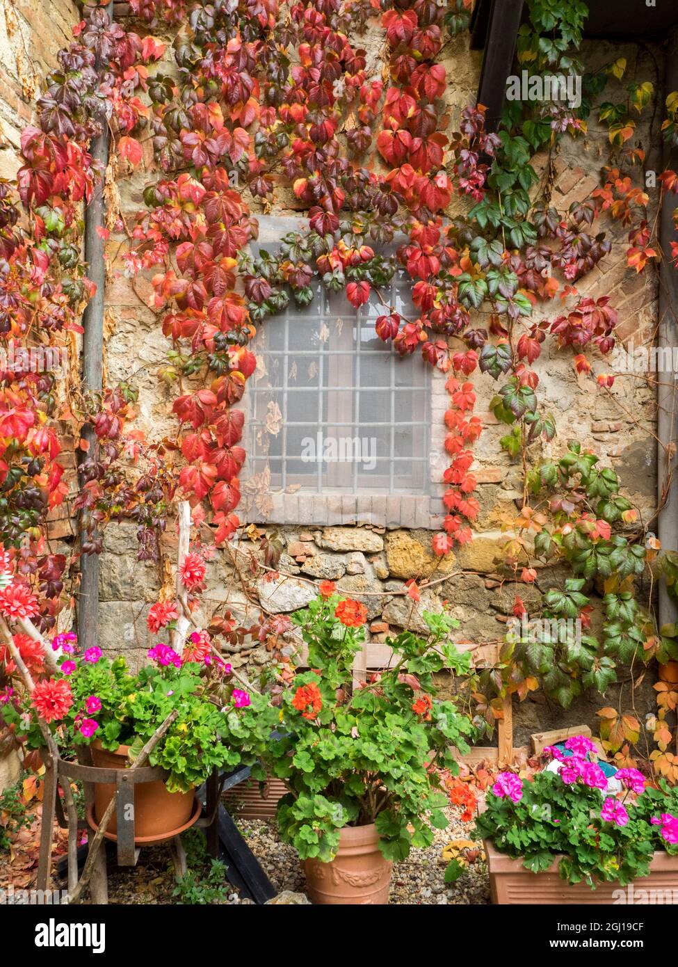 Geraniums in italy hi-res stock photography and images - Alamy
