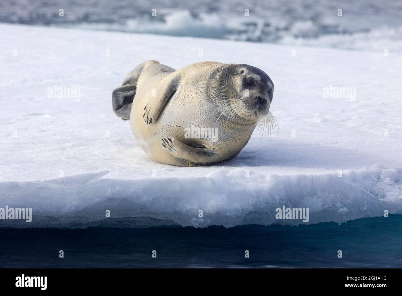Arctic, north of Svalbard. A portrait of a young bearded seal hauled out on the pack ice. Stock Photo