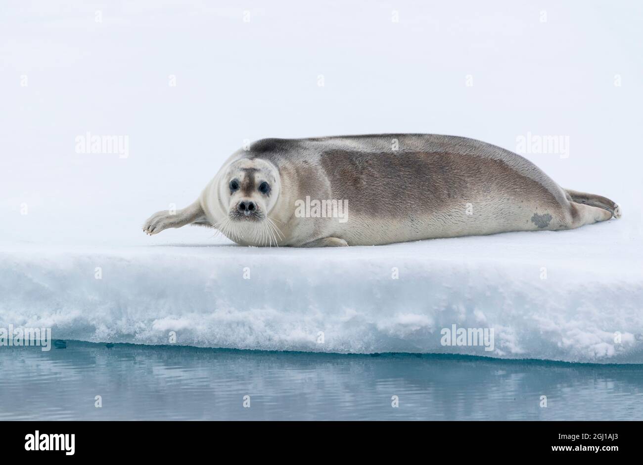 Arctic, north of Svalbard. A portrait of a young bearded seal hauled out on the pack ice. Stock Photo
