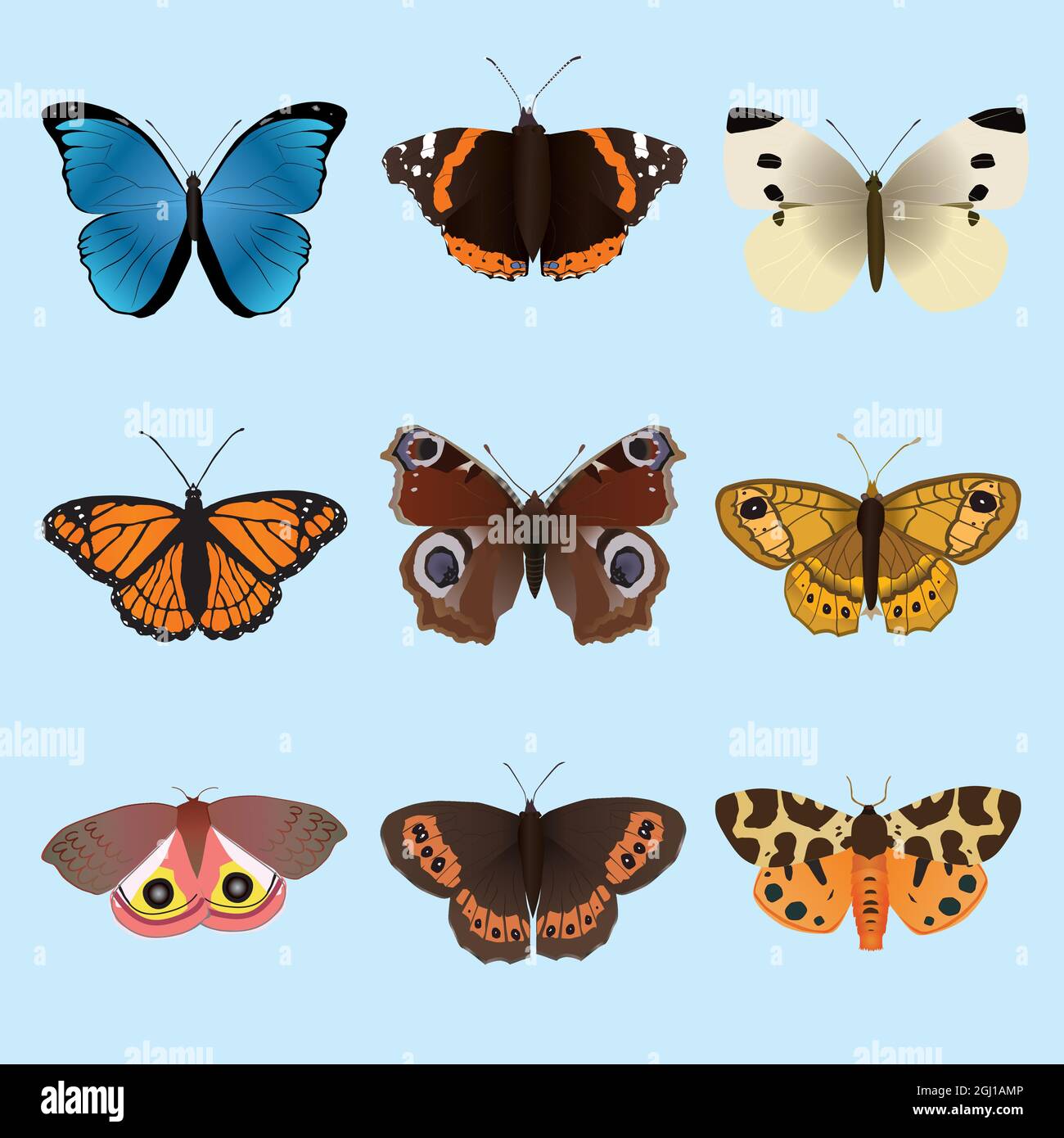 A collection of butterflies and moths. There is a Morpho menelaus a Vanessa atalanta an Arran brown a small white, a viceroy, an European peacock, A Stock Vector