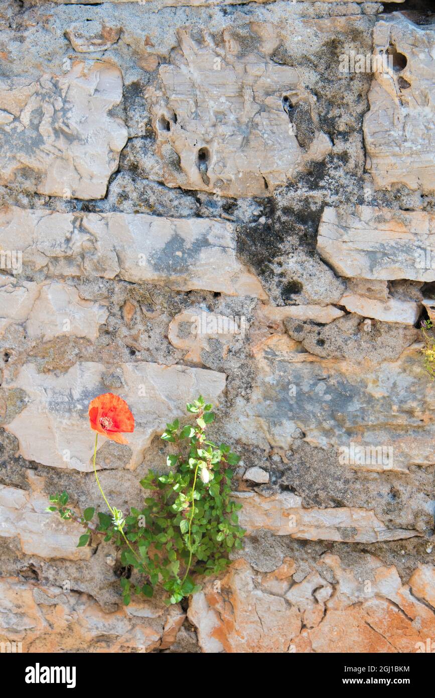 Croatia, Hvar, Vrboska. Poppy grows in stone wall. Stock Photo