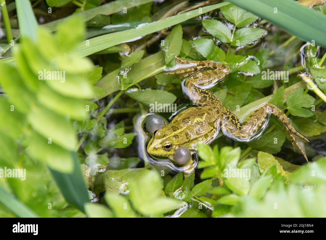 Croatia. Eurasian Marsh Frog (Pelophylax ridibundus) croaking Krka National Park. Stock Photo