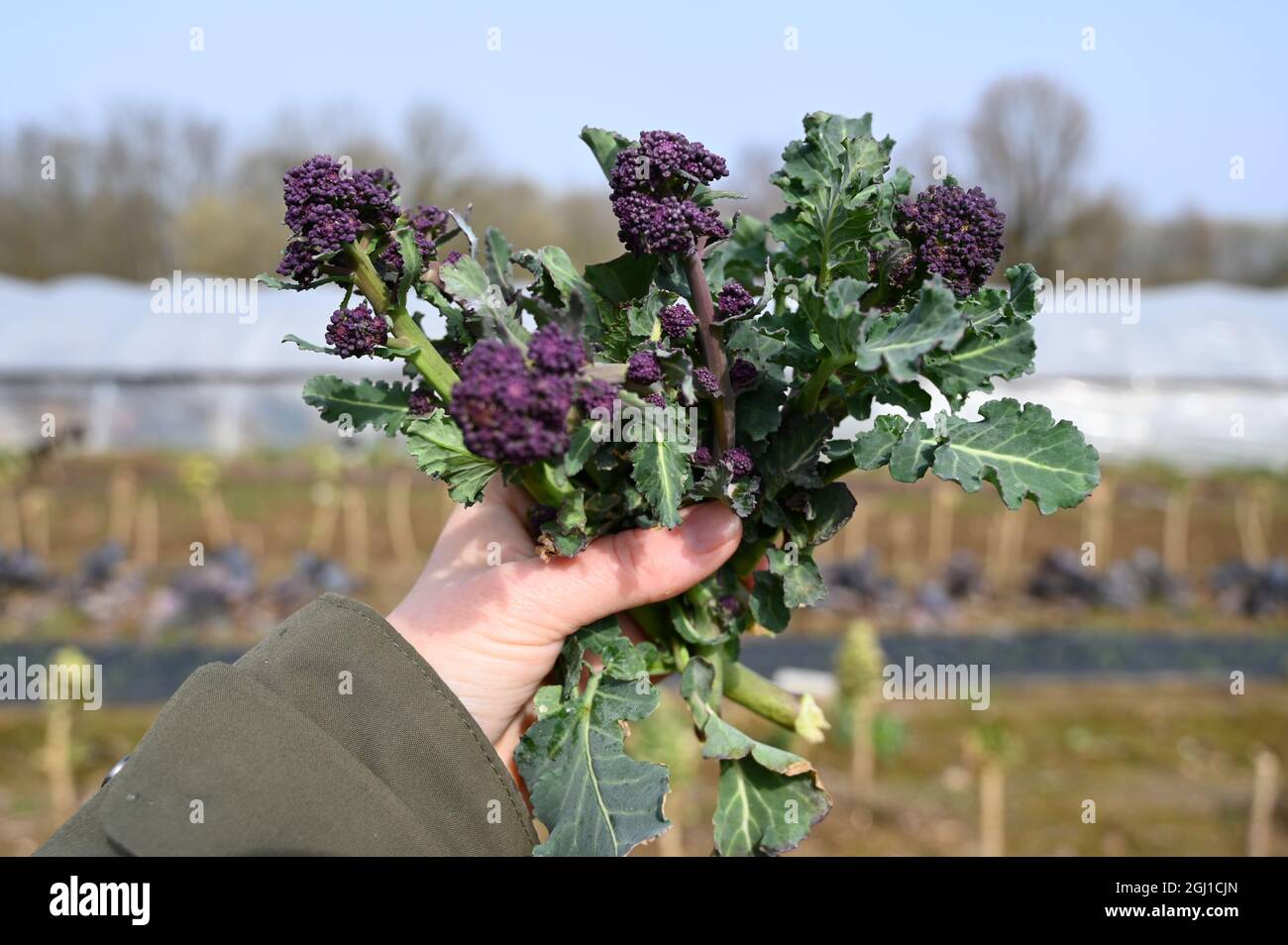 Hand holding a bunch of purple broccolini, bimi Stock Photo