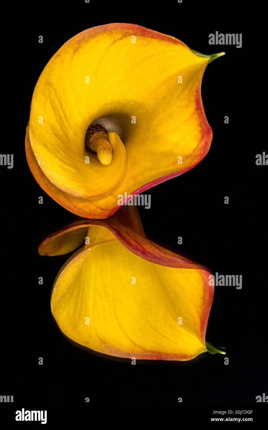 Yellow Calla lily flower reflected on black mirrored surface Stock Photo