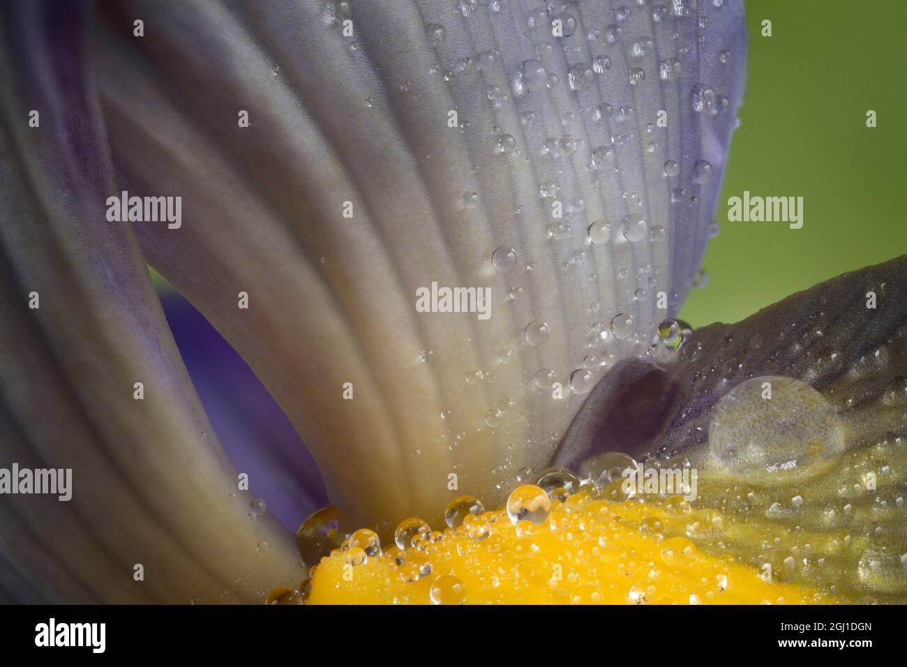 Raindrops on Iris flower. Stock Photo