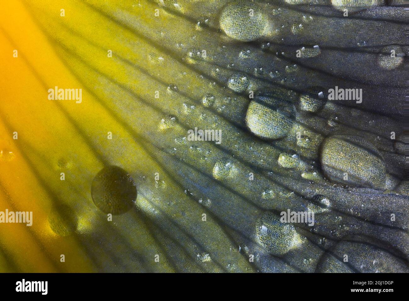 Raindrops on Iris flower. Stock Photo