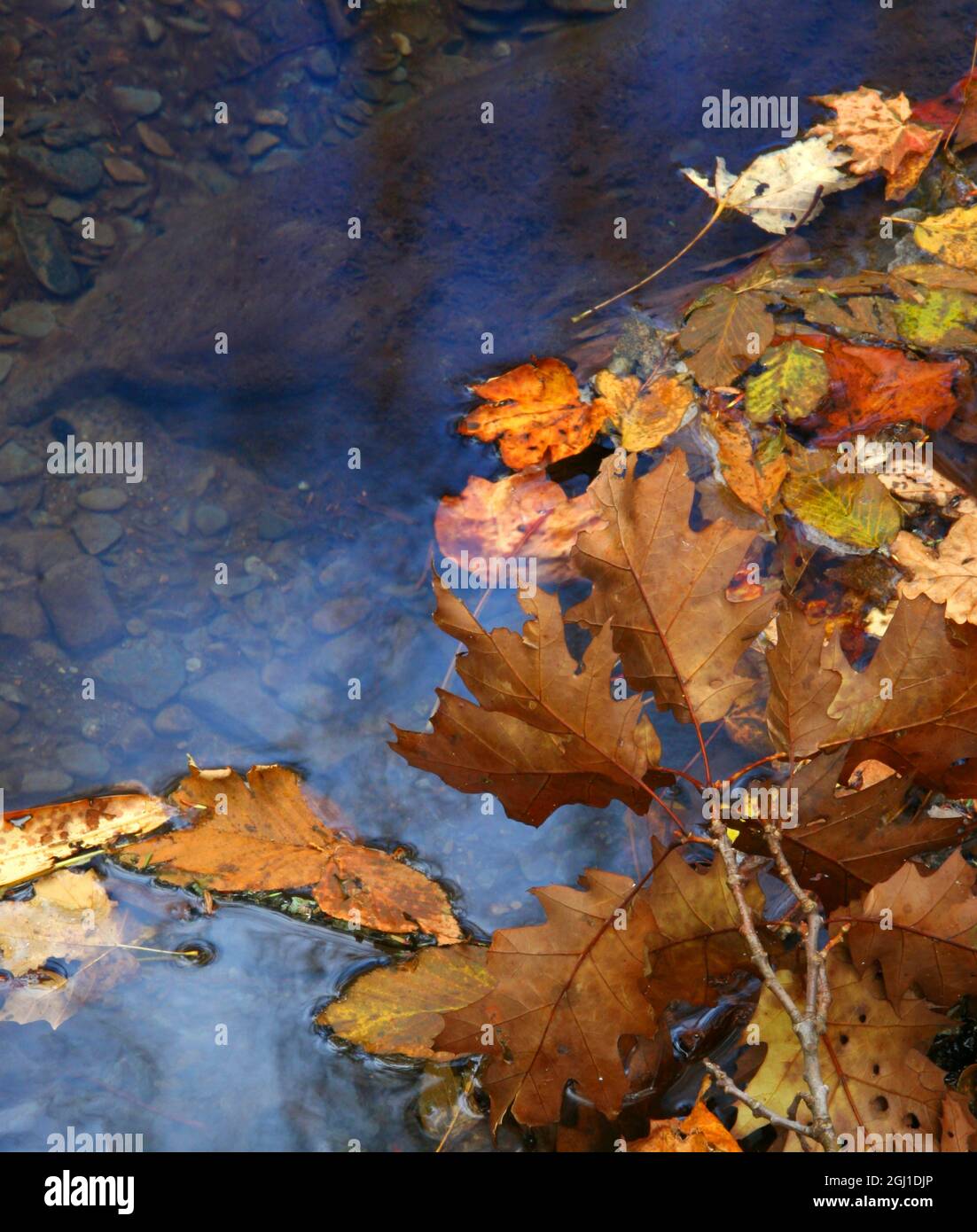 Leaves water hi-res stock photography and images - Alamy