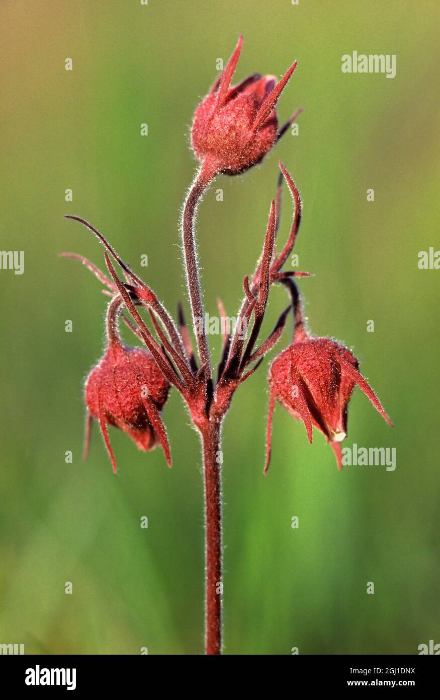 Canada. Three-flowered avens flowers. Stock Photo