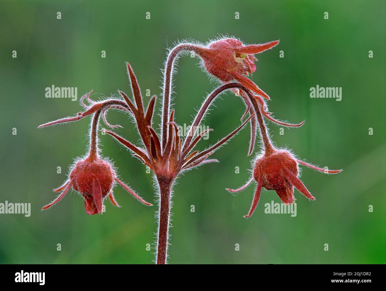 Canada. Three-flowered avens flowers. Stock Photo