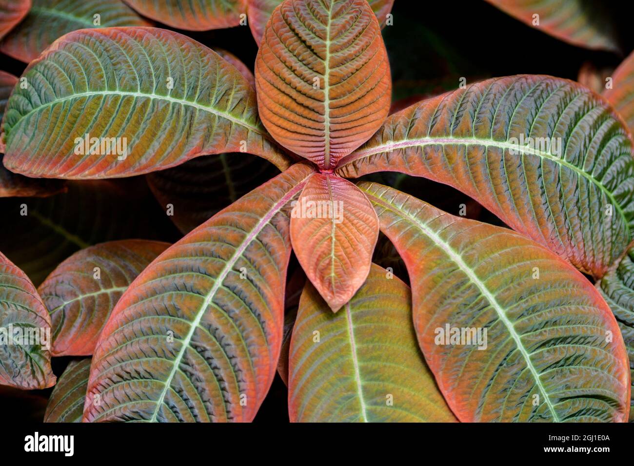 Hoffmannia plant, USA Stock Photo